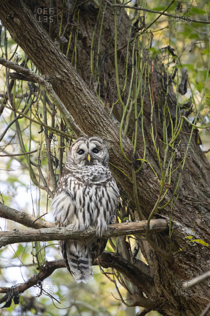 Portrait of a wild hoot owl in Victoria, British Columbia