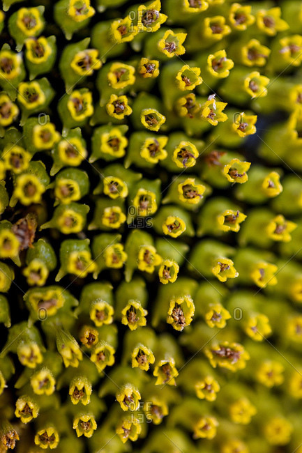 Extreme close up detail of a sunflower