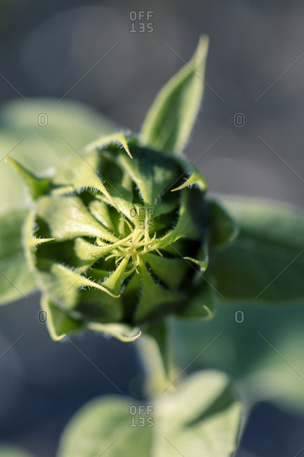Extreme close up of a sunflower pre-bloom