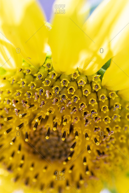 Extreme close up of vibrant yellow sunflower petals and seeds