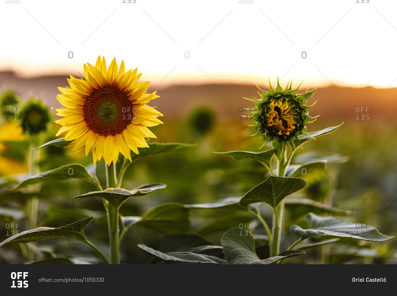 A vibrant sunflower in a field beside one preparing to bloom