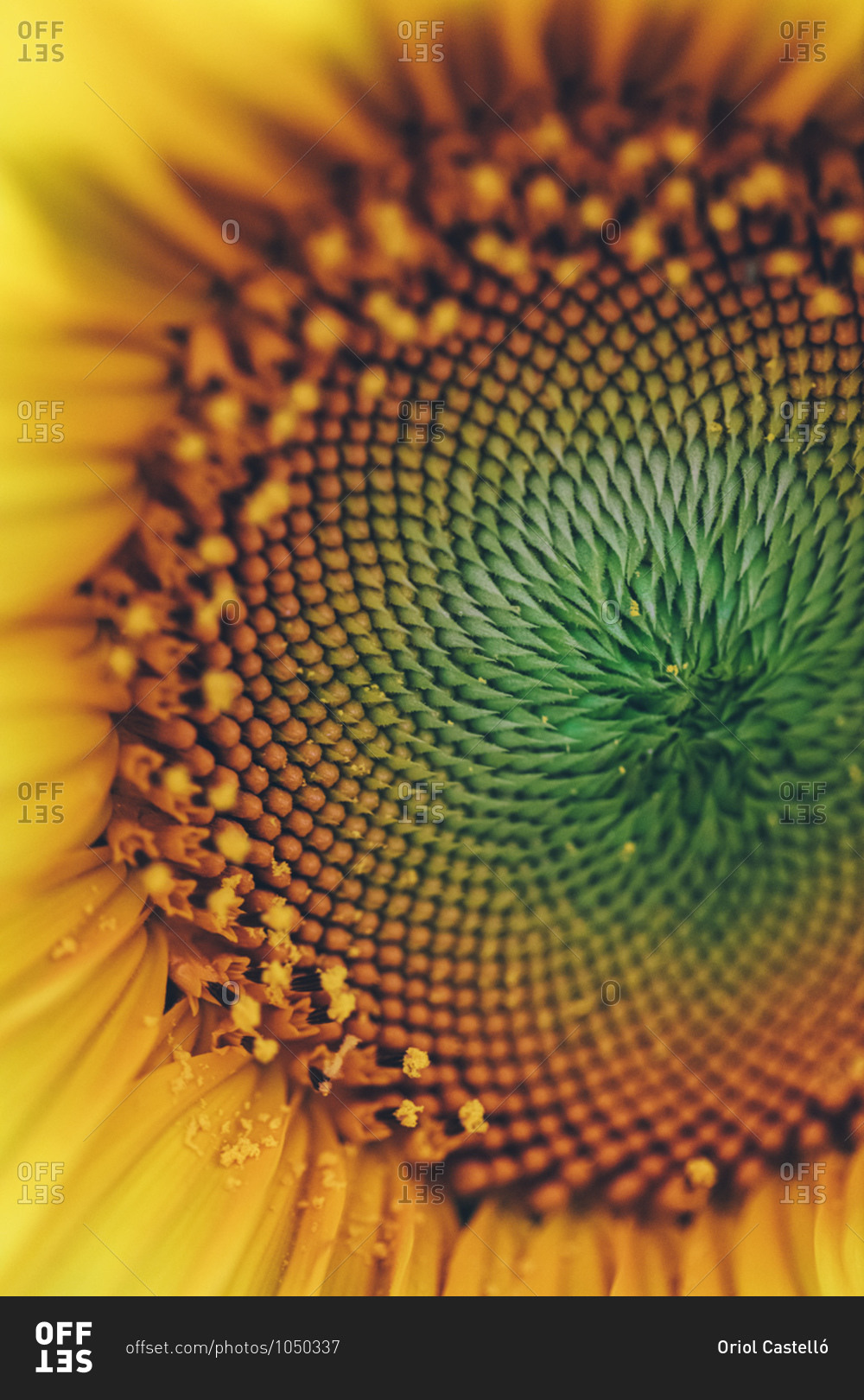 Colorful center of a sunflower up close