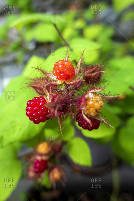 Japanese wineberry (Rubus phoenicolasius) cultivated in bio garden