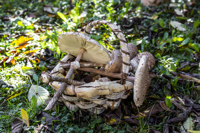 Basket full of various mushrooms lying on forest floor