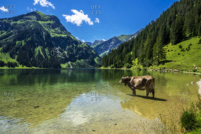 Austria- Tyrol- Cow standing ankle deep in scenic Vilsalpsee lake
