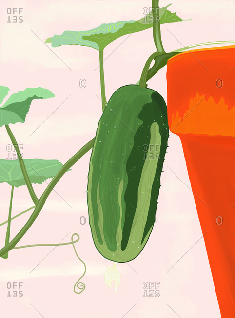 A cucumber and vine growing from a clay pot