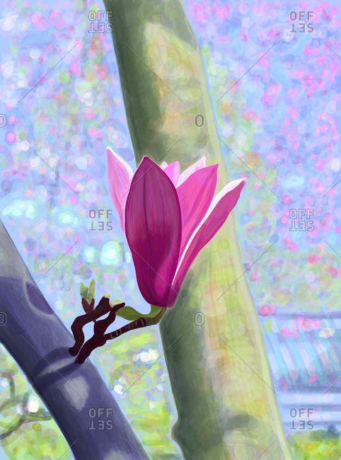 A pink magnolia blossoming on a branch