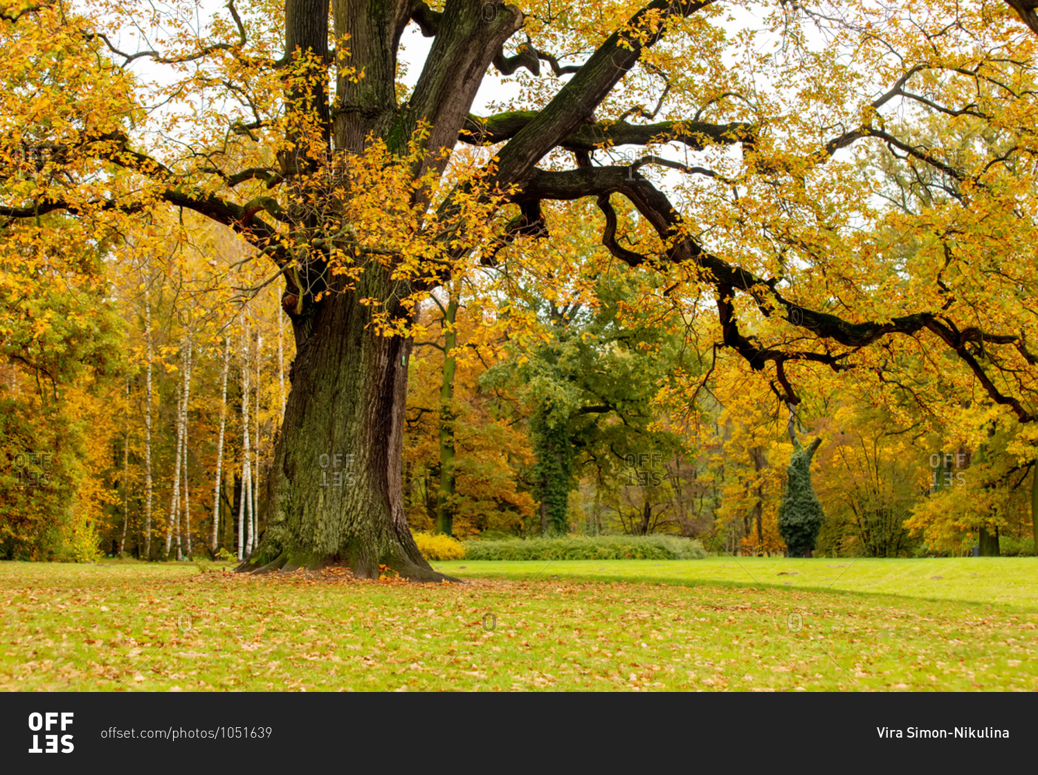Old oak tree in a park in autumn