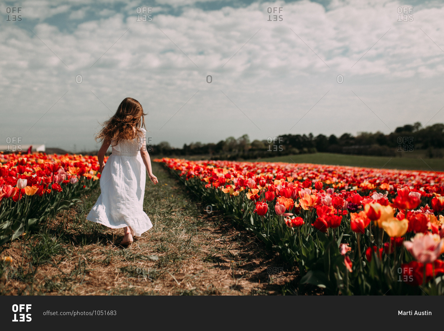 Girl wearing a long white dress walking in a field filled with colorful tulips