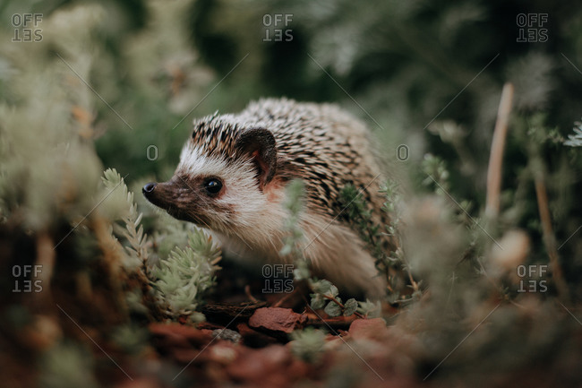 Portrait of a hedgehog in the wilderness