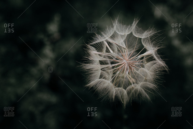 Extreme close up of a dandelion