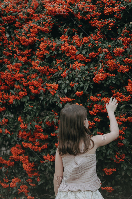 Rear view of a little girl touching a shrub covered in red berries