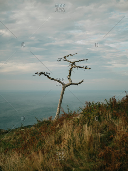 Crooked dead tree on the hills of Jaizkibel