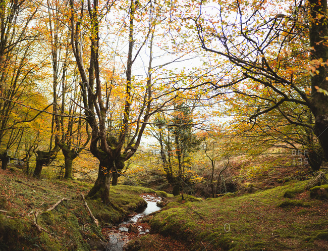 Mystical autumnal beech forest next to a small water stream