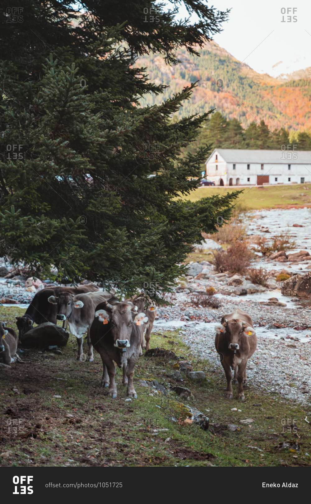 Group of brown cows staring straight ahead beneath a pine tree next to a river in Hecho Valley