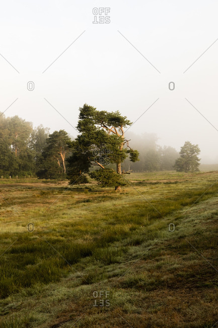 Green grassy landscape at foggy morning