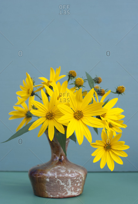 Studio shot of vase with yellow blooming Jerusalem artichoke (Helianthus tuberosus) flowers