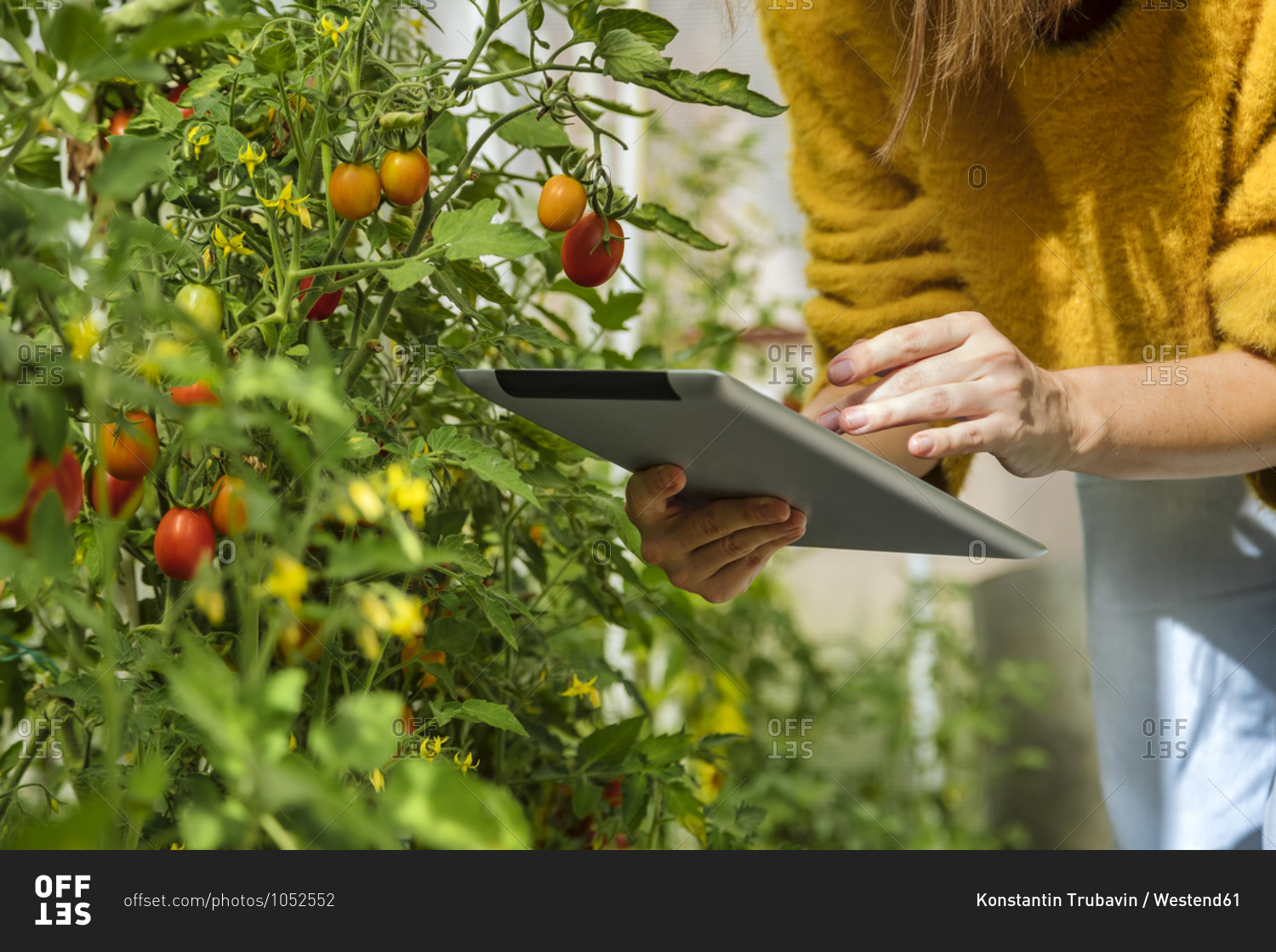 Environmentalist using digital tablet while examining tomato plant at greenhouse