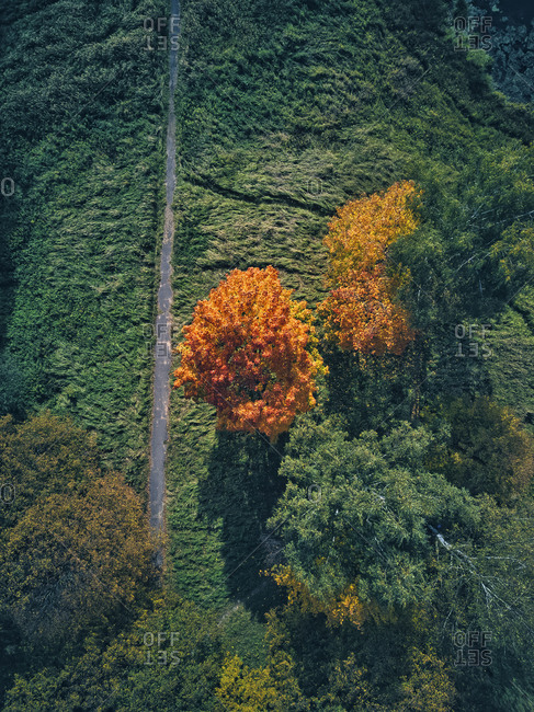 Drone view of orange autumn tree by footpath on sunny day
