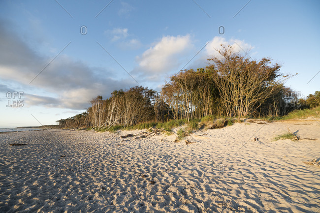 Trees along sandy coastal beach of Darss peninsula