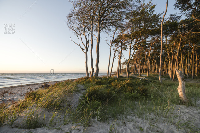 Trees along sandy coastal beach of Darss peninsula