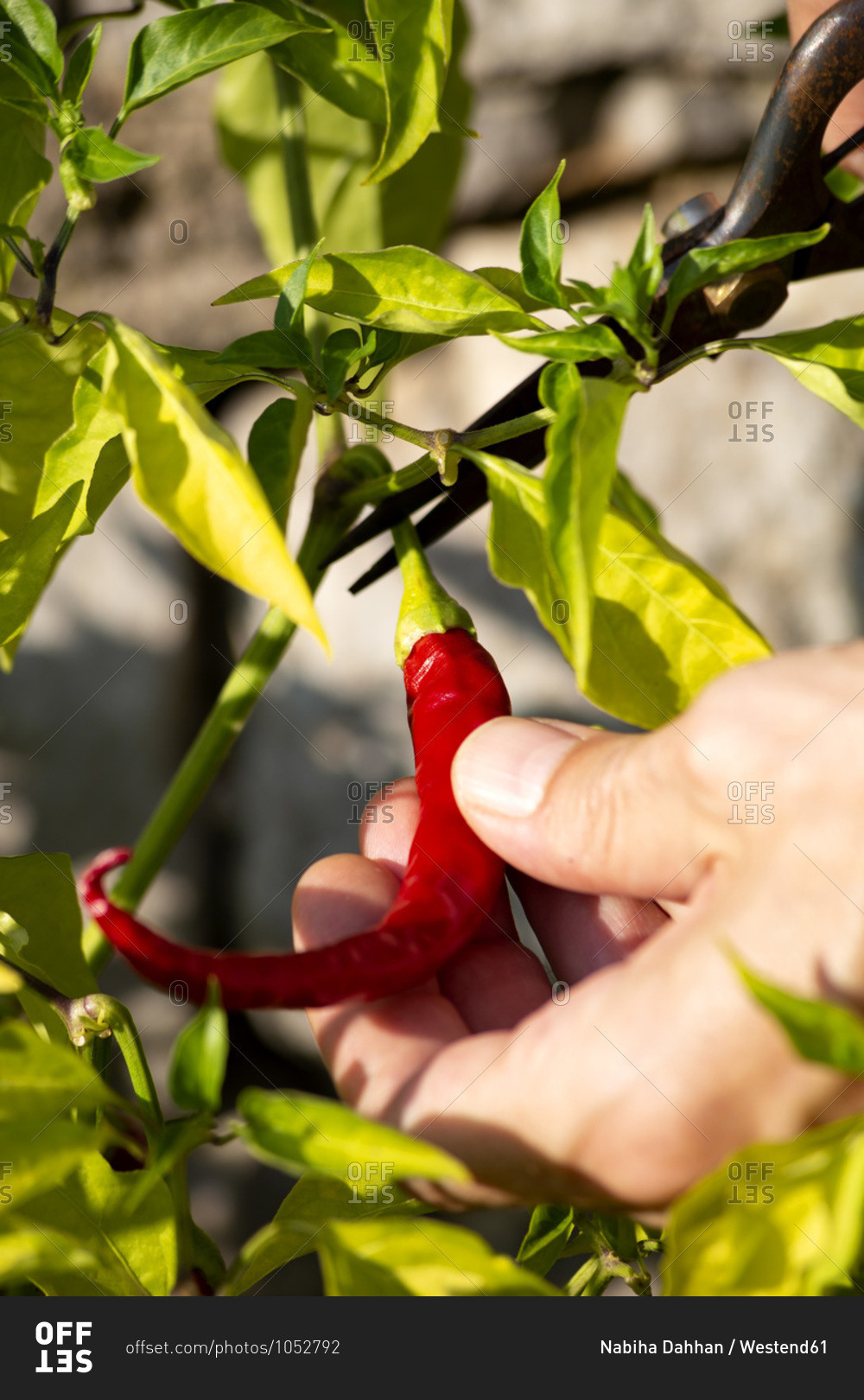 Hand of farm worker harvesting fresh red chili pepper while cutting stem