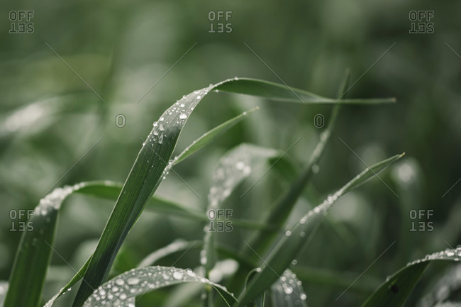 Grasses, dew drops detailed shot.