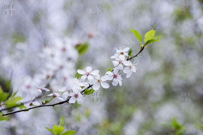 Wild cherry, blossoms, detail. In full bloom.