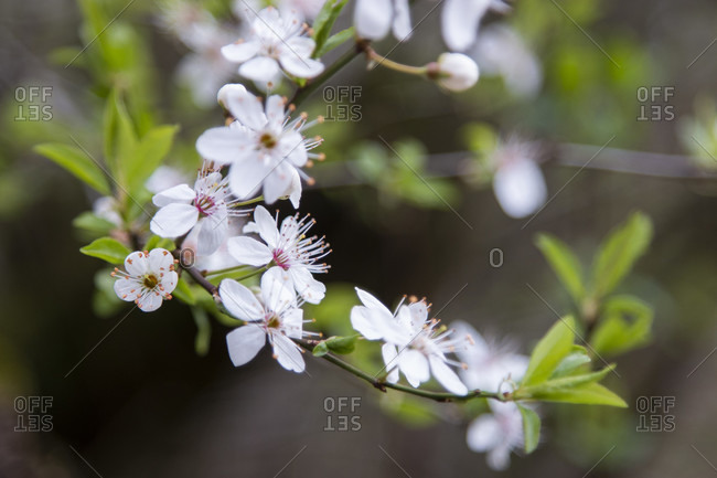 Wild cherry, blossoms, detail. In full bloom.