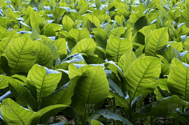tobacco leaf