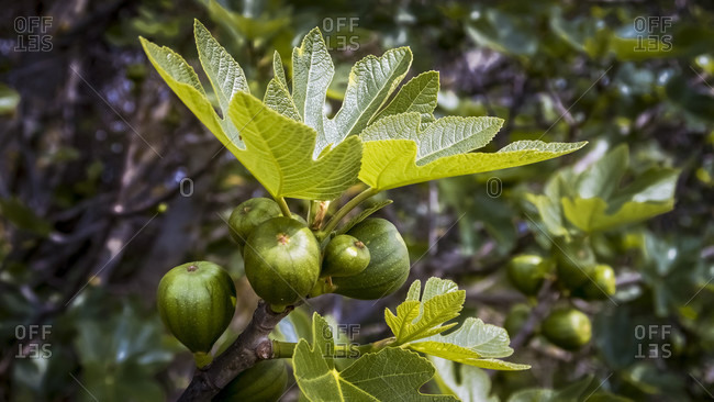 Fig fruits in spring at coursan