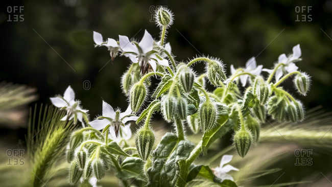 Blooming borage in spring at coursan