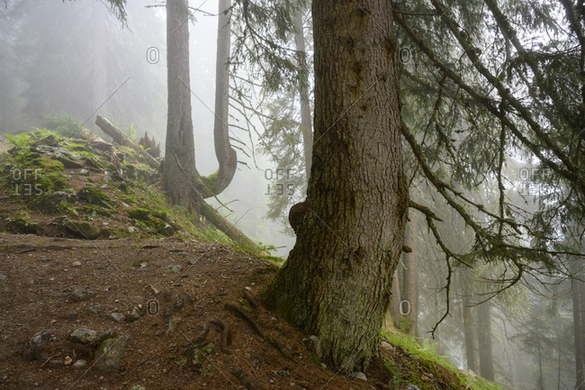 Austria, montafon, coniferous forest near Partanen.