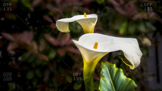 Two calla flowers in spring in coursan