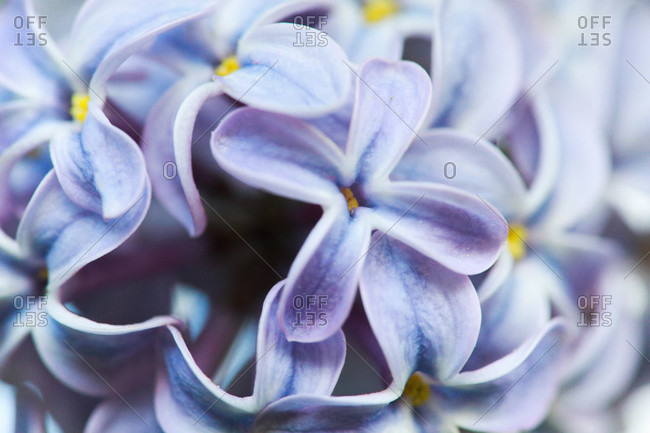 Macro shot of blue flowers of lilac