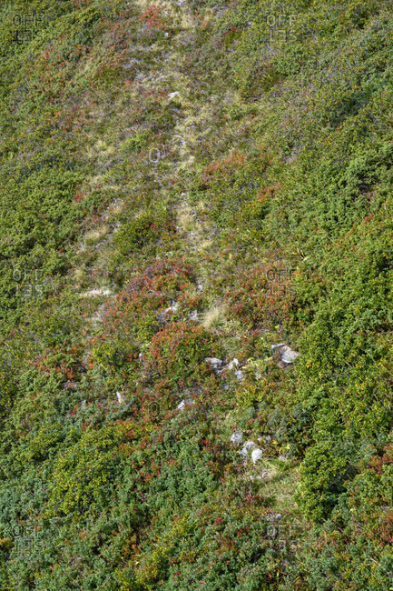 Austria, montafon, schruns, vegetation at the sennigratbahn.