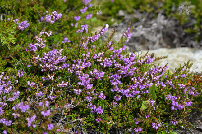 Calluna vulgaris, Ling or Erica in bloom. Vertical floral