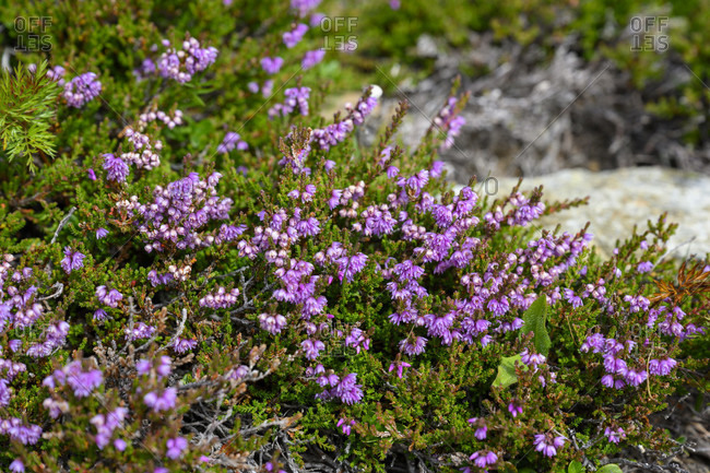 Blooming Heather (calluna Vulgaris, Erica, Ling) In Forest. Stock