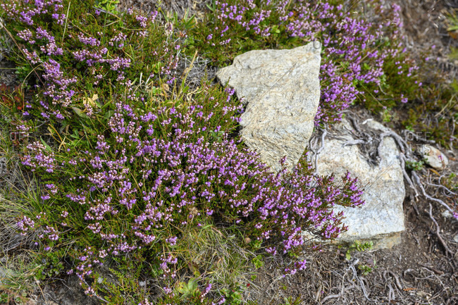 Blooming Heather (calluna Vulgaris, Erica, Ling) In Forest. Stock