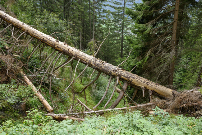 Austria, montafon, fallen conifer in the mountain forest.