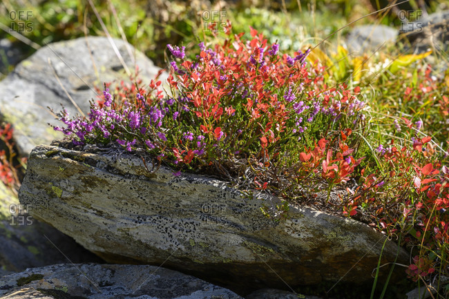 Austria, montafon, typical alpine flora on a rock.