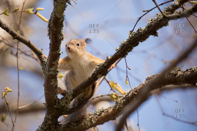 European red squirrel, sciurus vulgaris cub on birch tree branch