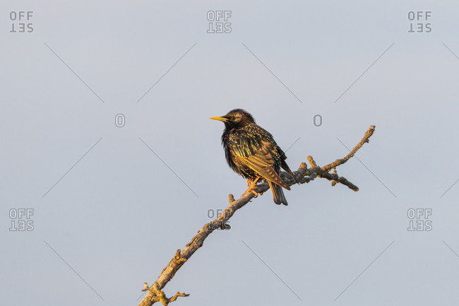 Starling in a tree at sunset. native birds in Germany.
