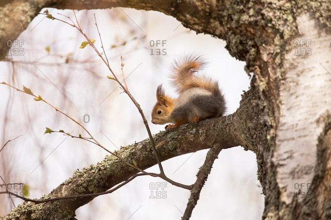 Red squirrel (sciurus vulgaris) baby on birch tree branch, springtime, Finland