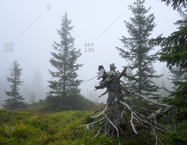 Austria, montafon, partenen, foggy mood in the mountain forest at wiegensee.