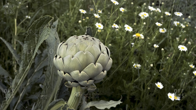Inflorescence of the artichoke at coursan. medicinal plant of the year 2003.