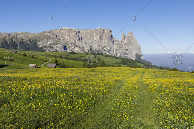 Mountain sciliar (schlern), alpe di siusi (seiser alm), castelrotto (kastelruth), dolomites, south tyrol, italy