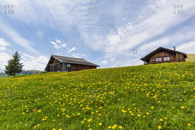 Alpe di siusiseiser alm, blooming meadows in spring and characteristic mountain barns, dolomites, kastelruth, south tyrol, italy
