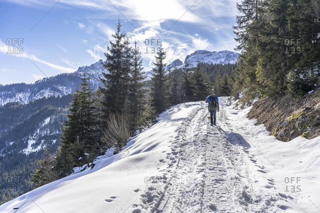 Europe, Austria, berchtesgaden alps, salzburg, werfen, ostpreussenhütte, mountain hikers on a snowy forest path in the light mountain forest