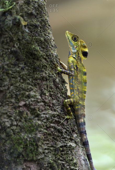 Angular-headed dragon (great anglehead lizard, goncephalus grandis), agamidae family, gunung mulu national park, unesco world heritage site, sarawak, borneo, malaysia